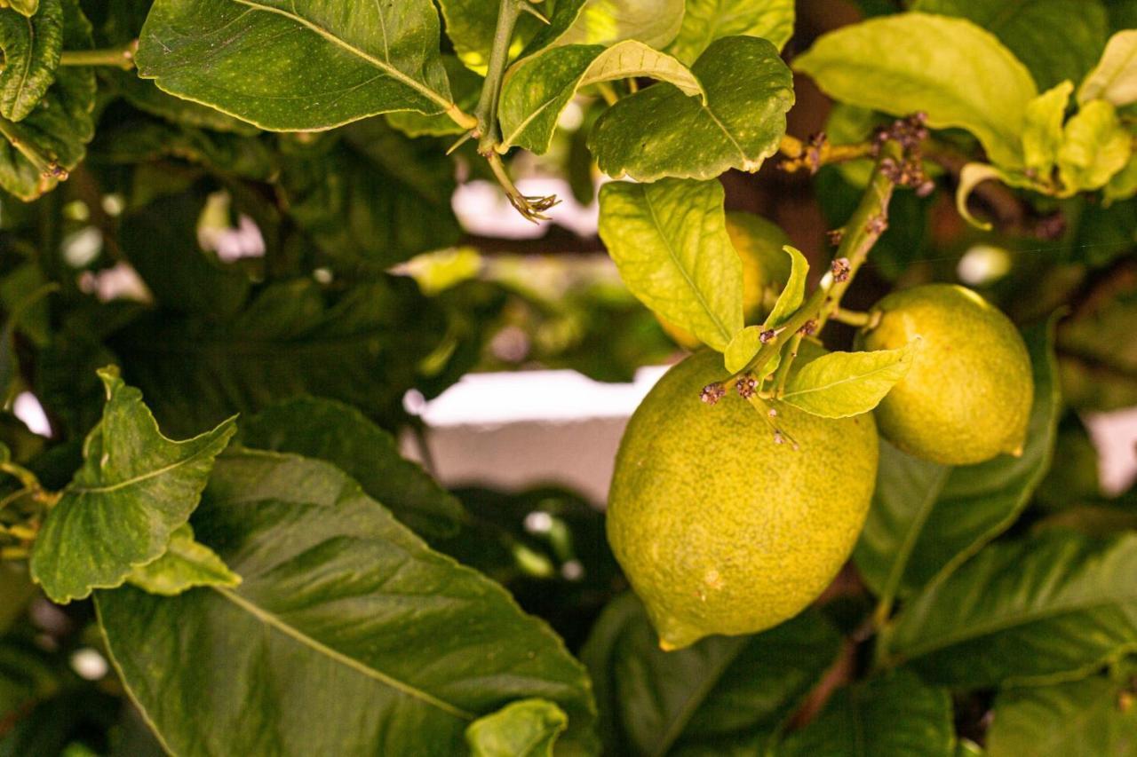 Lemon Tree Apartment Luz Dış mekan fotoğraf